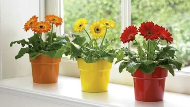 Flowering plants to decorate your home in spring