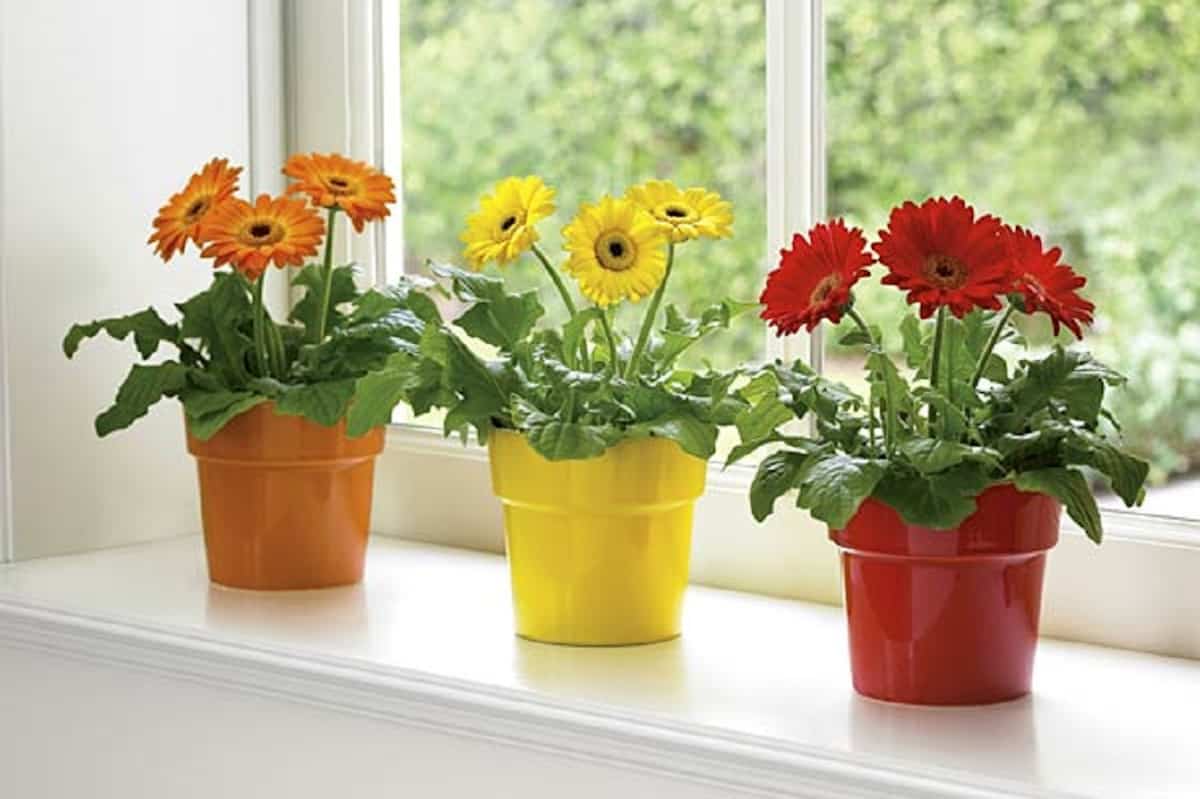 Flowering plants to decorate your home in spring 