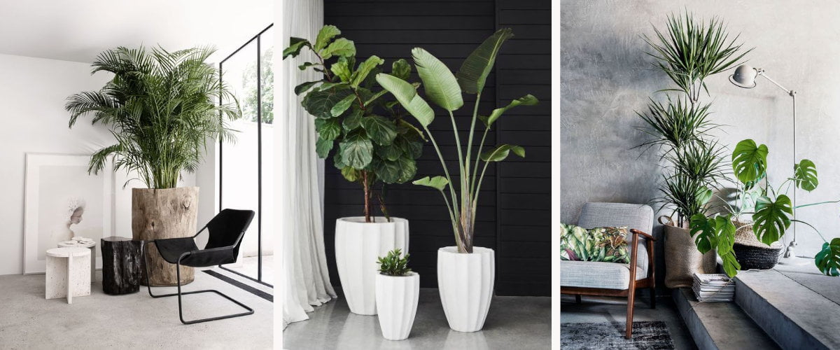 Tall indoor plants