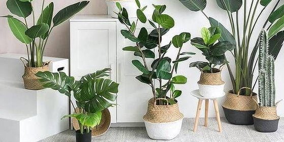 Indoor plants that purify the air 