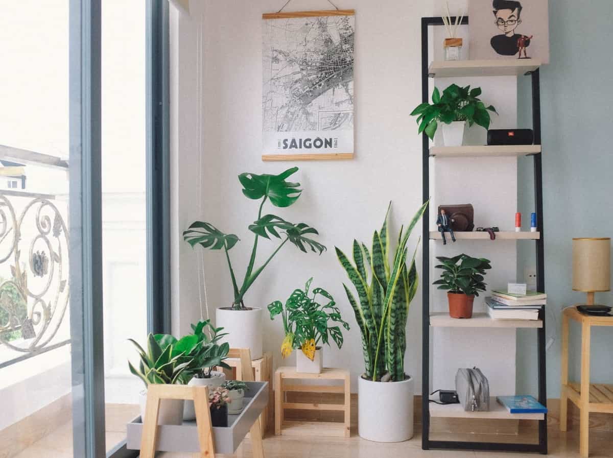 indoor plants