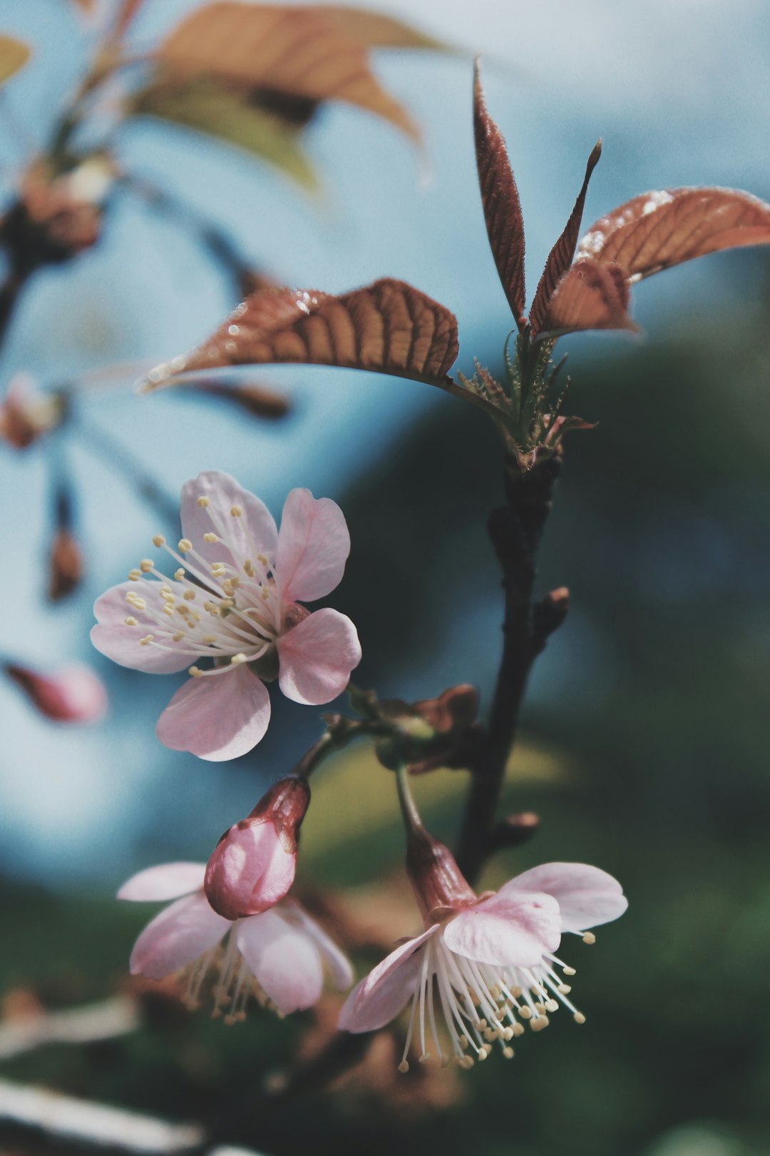 Magnolia color meaning