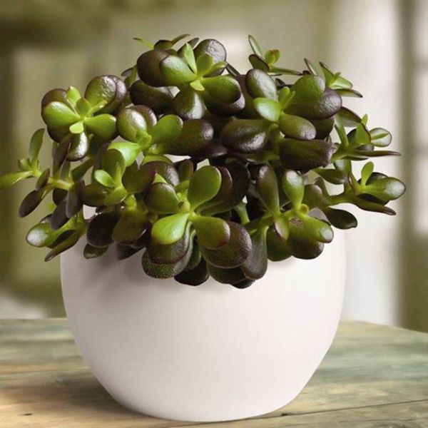 Decorate your living room with jade tree plants