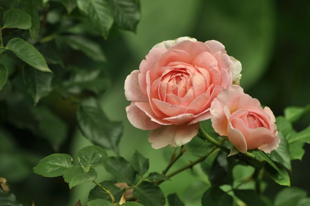 Peach Roses Meaning