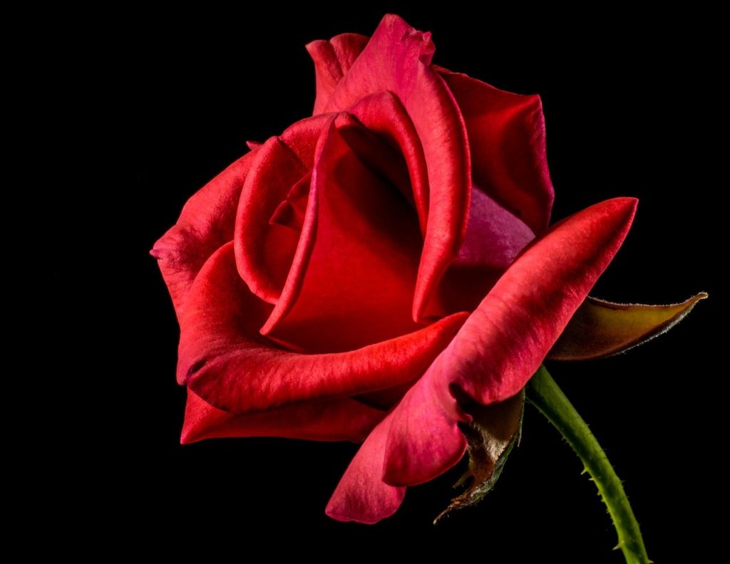 meaning of red roses