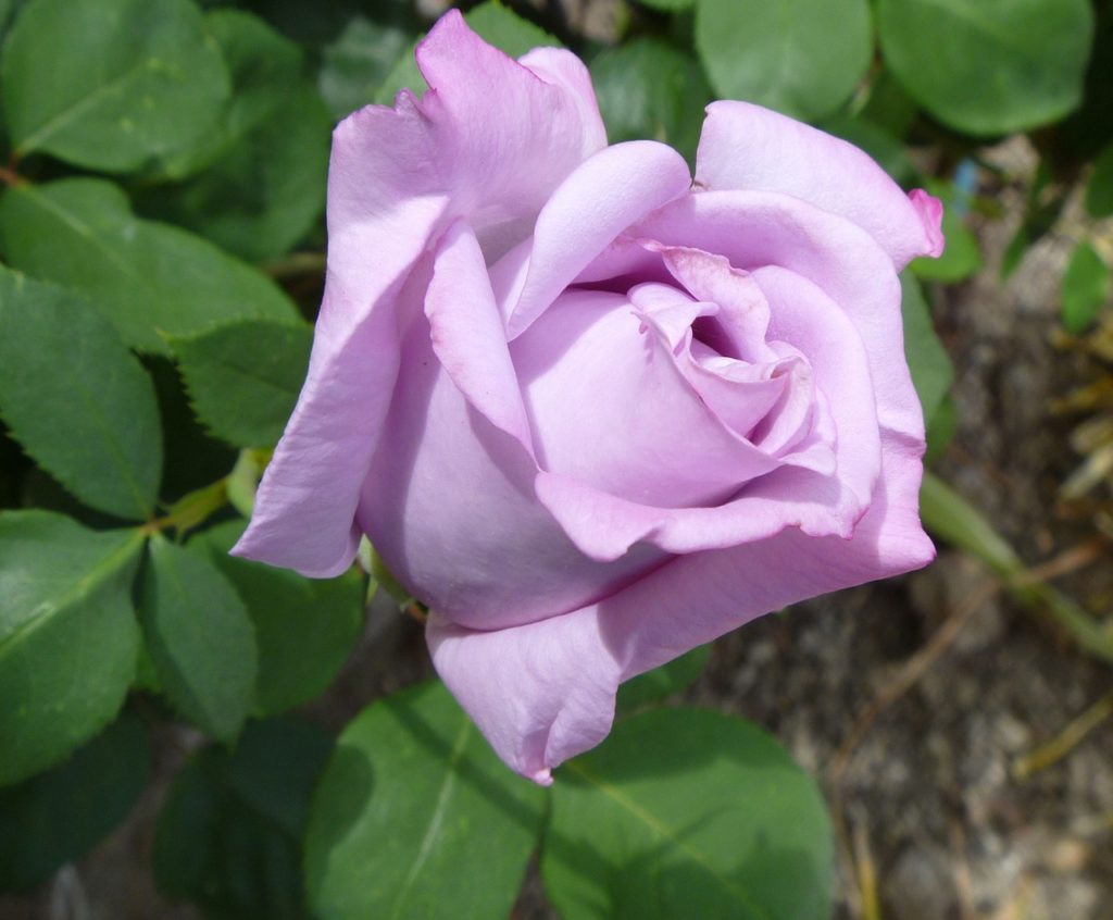 The meaning of lavender roses