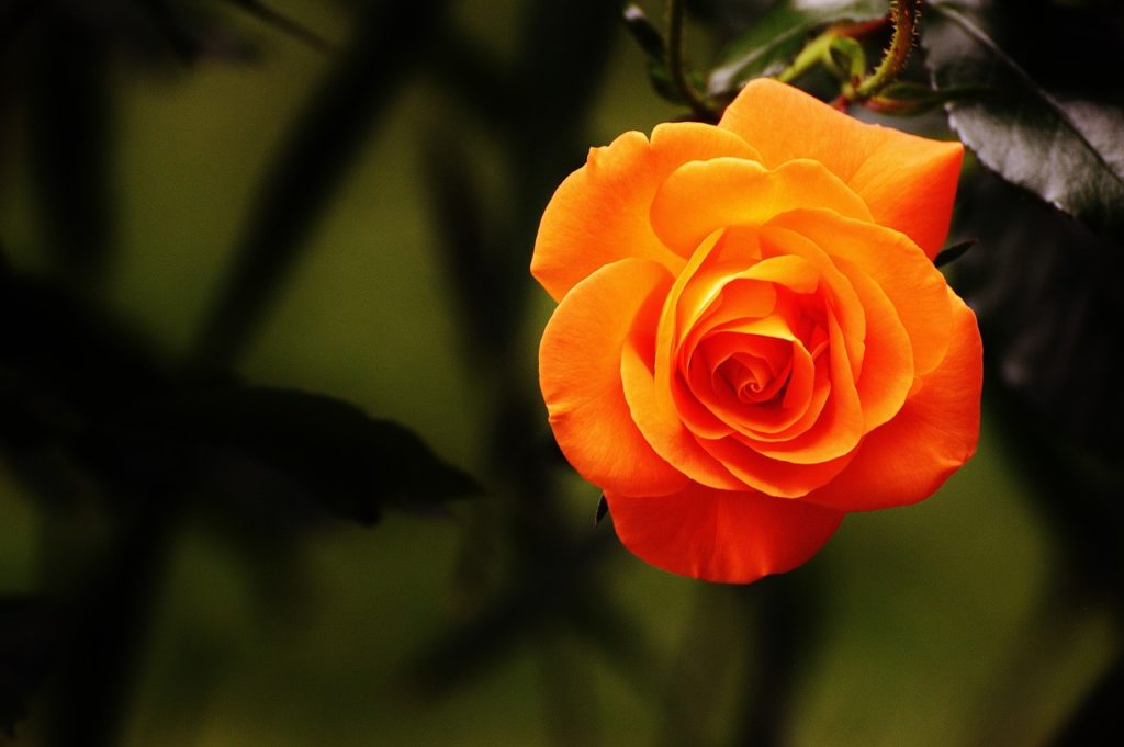 The meaning of orange roses