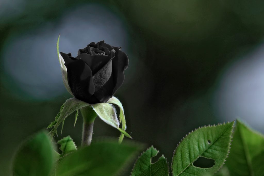 Black Roses Meaning