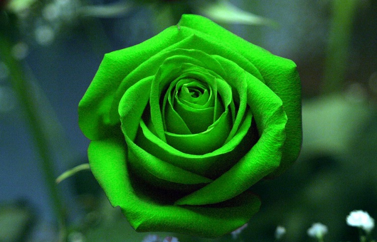 The meaning of green roses