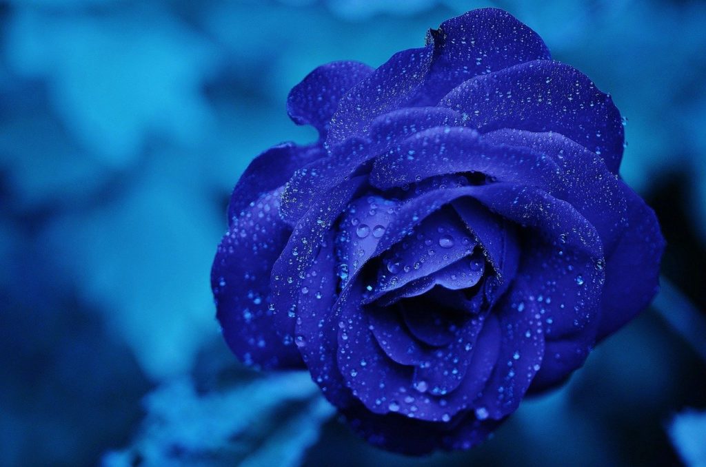 The meaning of blue roses