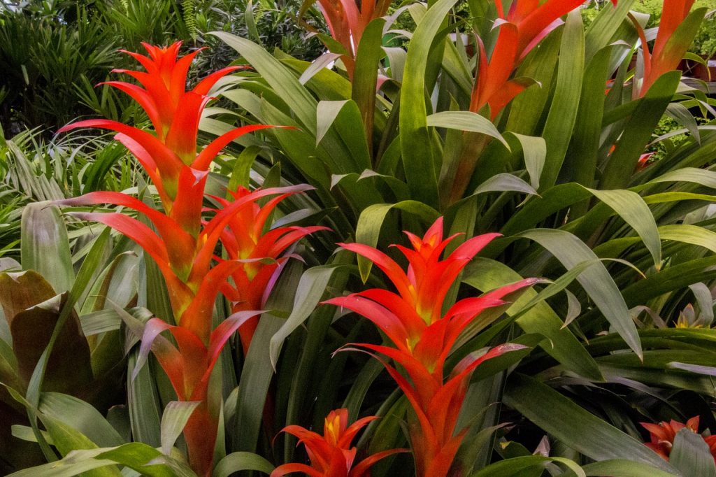 flowering indoor plants