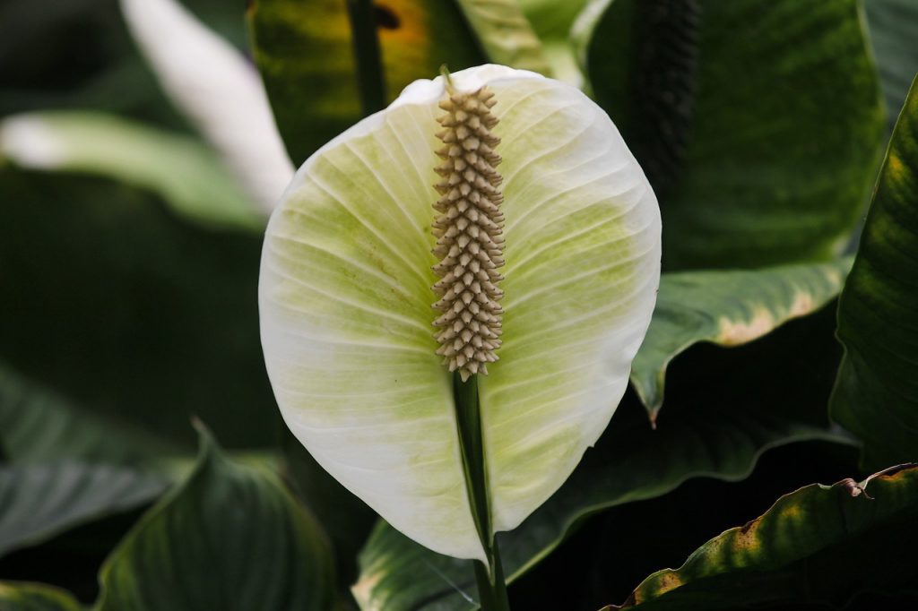 Suitable plants for the bedroom: spathiphyllum