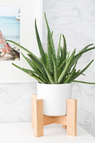 easy to keep houseplants