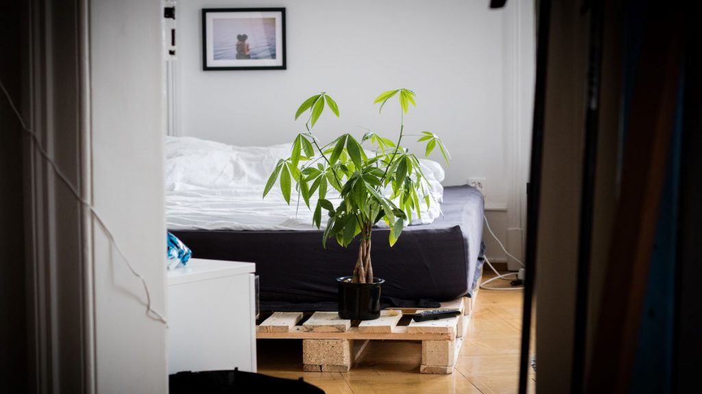 bonsai in the bedroom