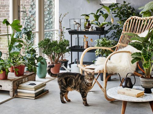 decorating a rented house with plants