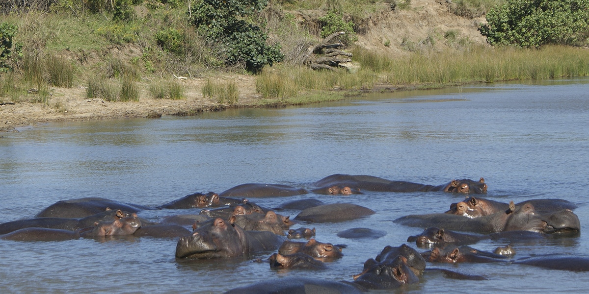 Isimangaliso Wetlands