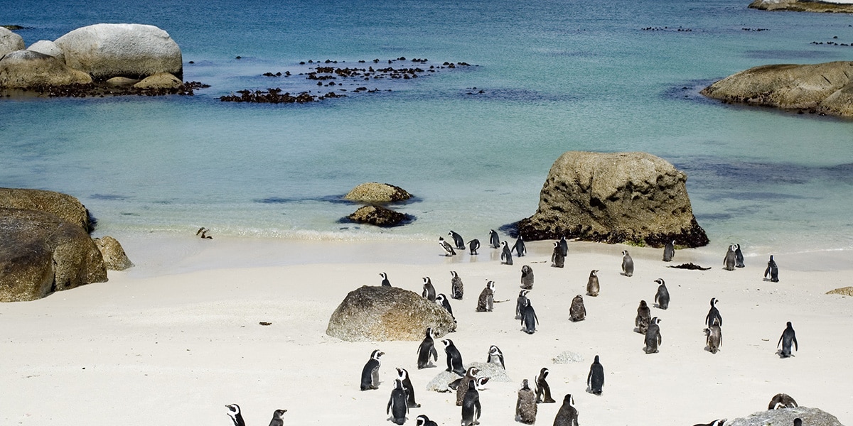 What to see at Boulders Beach