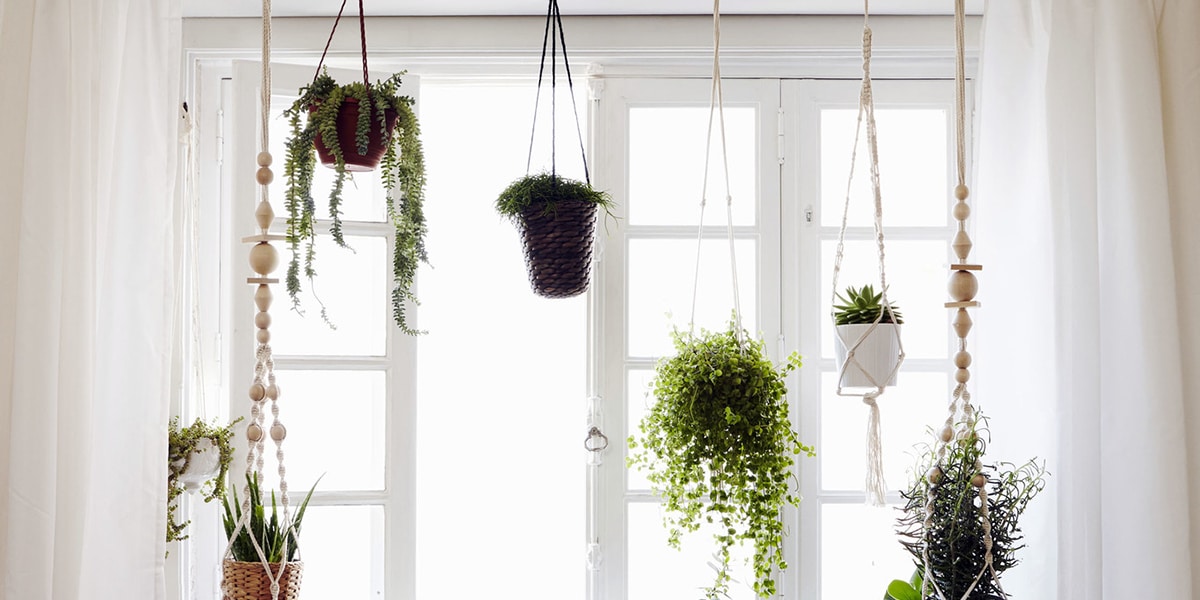 Hanging plants