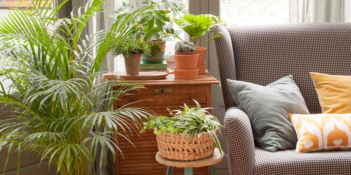 Decorating plants for the living room