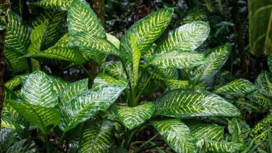 aplicaciones para cuidar las plantas