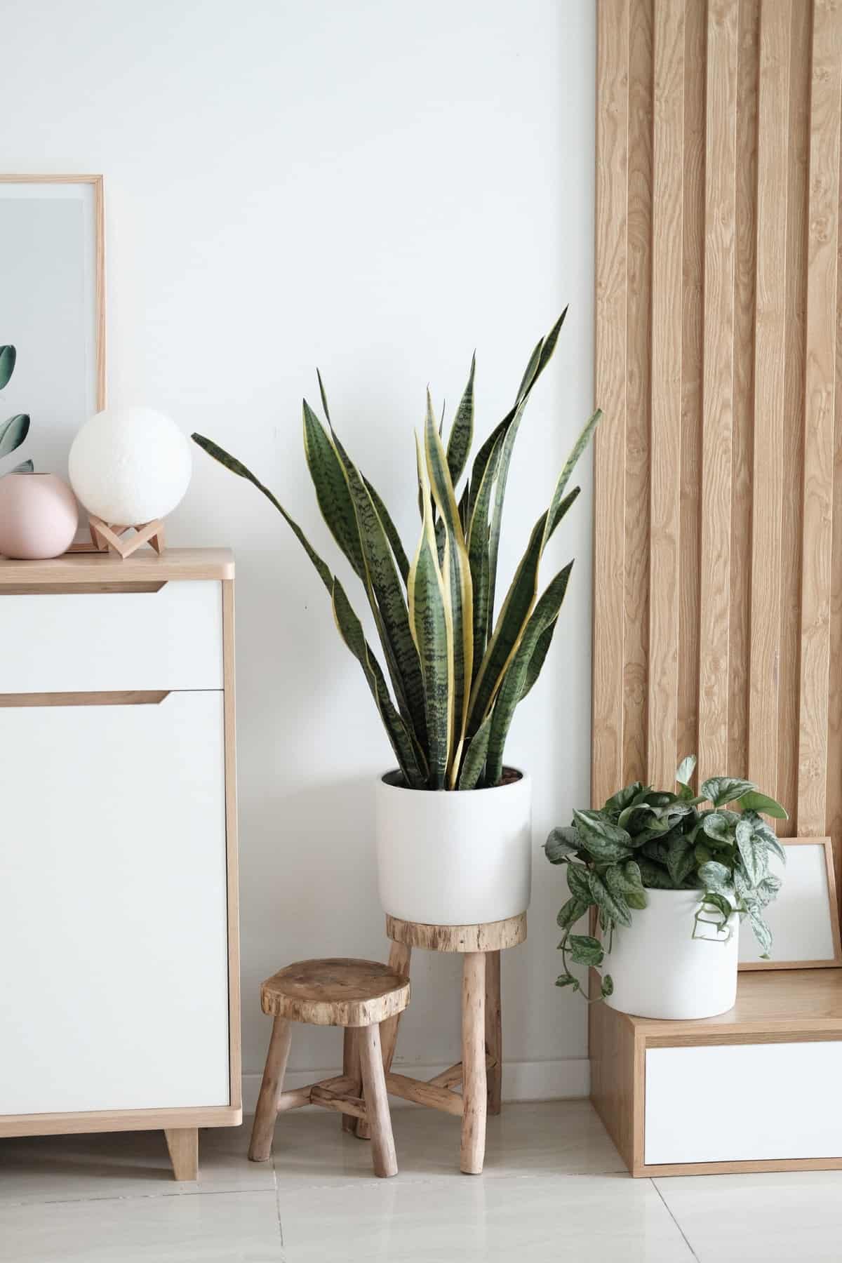 house plant sansivieria