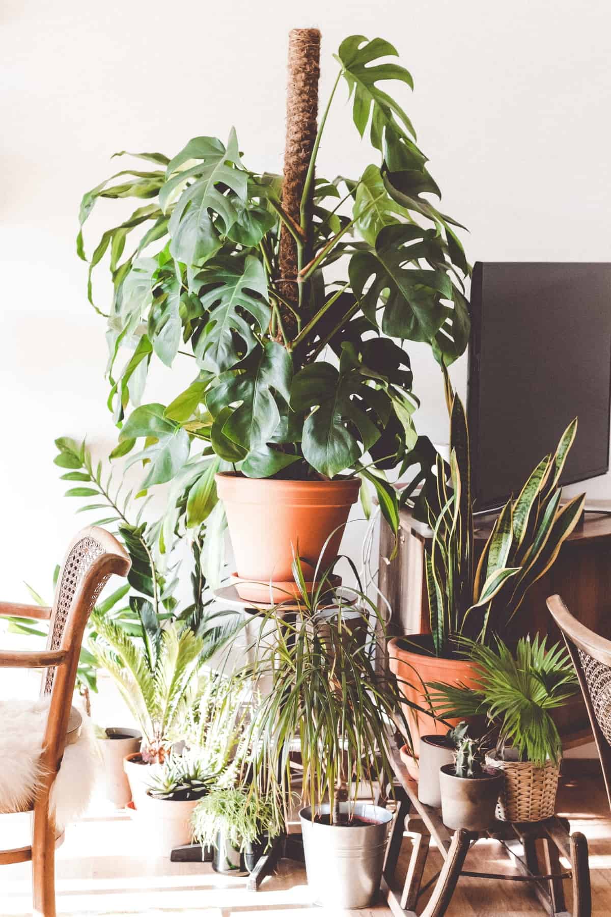 Monstera indoor plant