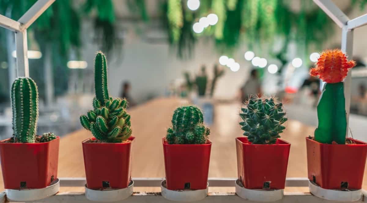 indoor plant cactus