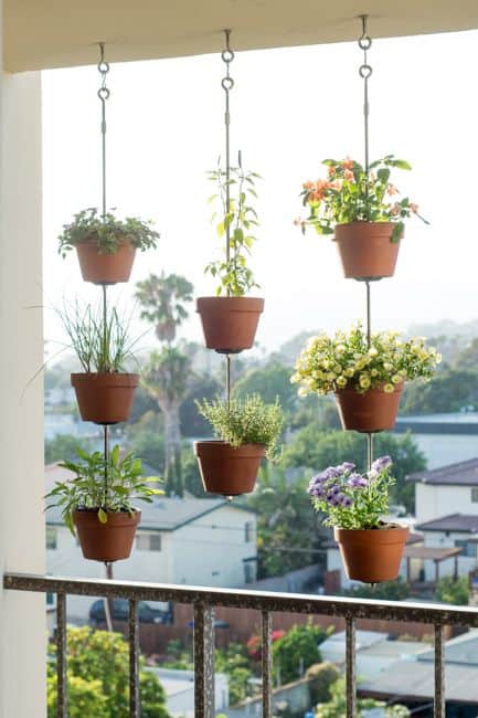 Look up with hanging plants