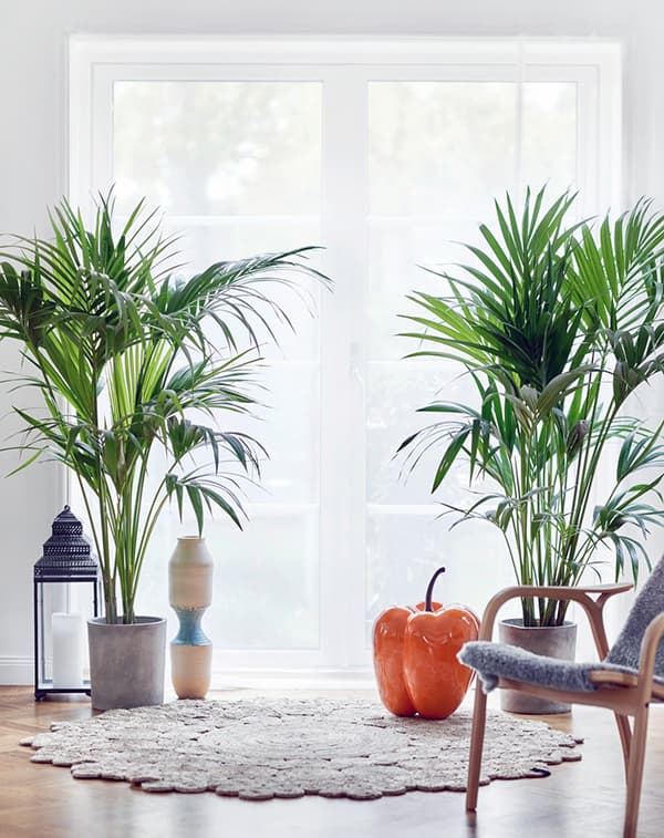 Creating comfort with plants