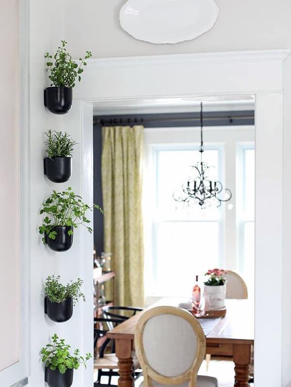 Living green plants in the interior of the apartment