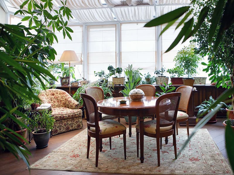 Adding green plants to the interior of the apartment