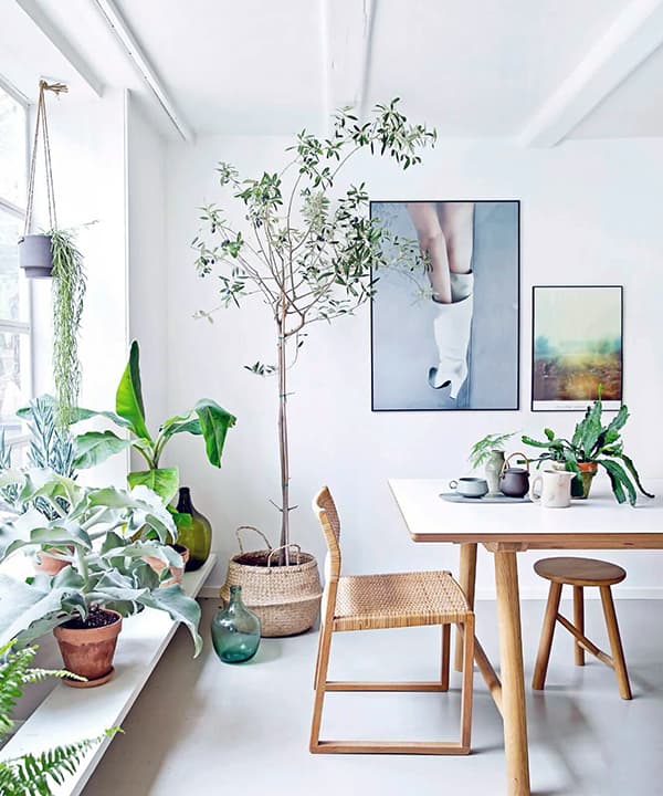 Creating comfort in the apartment with the help of plants