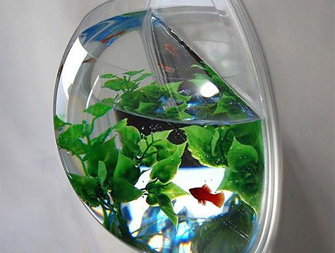 Decorative Aquariums (4)