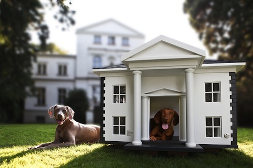 Stylish Dog Houses (2)