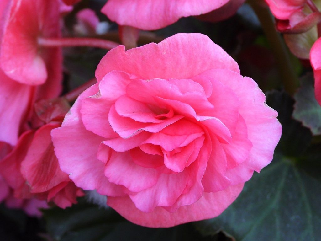 flowering indoor plants