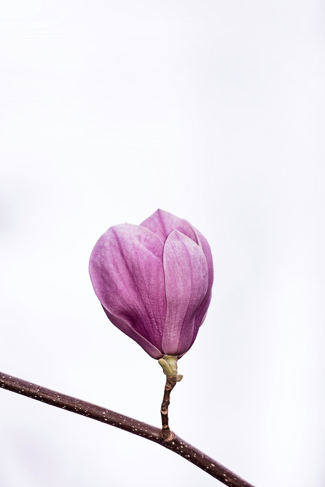 Magnolia color meaning