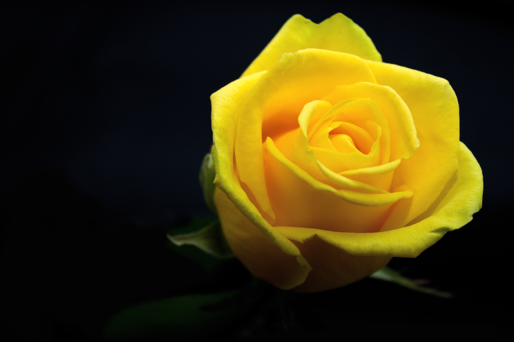 The meaning of yellow roses