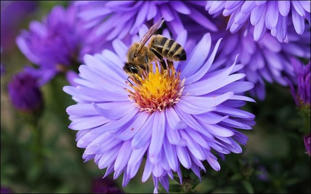 Meaning and symbolism of the color purple