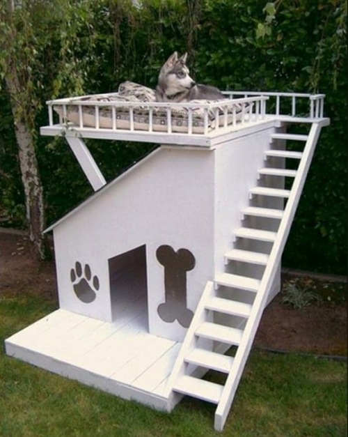 Stylish Dog Houses